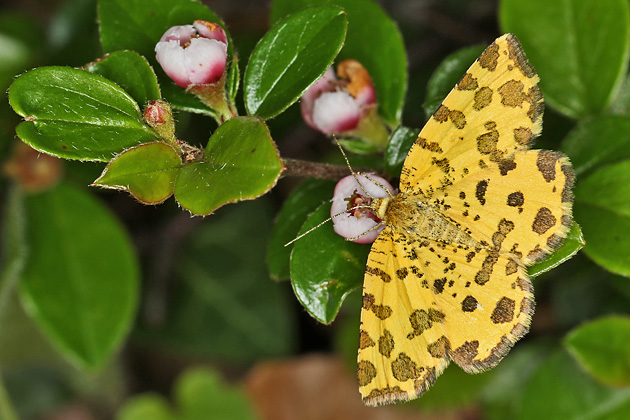 Pseudopanthera macularia