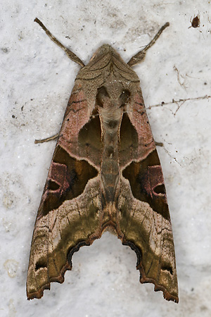 Phlogophora meticulosa (1.5.2025) Phlogophora meticulosa