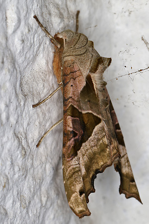 Phlogophora meticulosa (1.5.2025) Phlogophora meticulosa