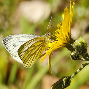 Pieris napi