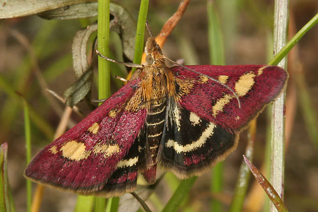 Pyrausta purpuralis (5.8.2007) Pyrausta purpuralis