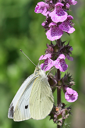 Pieris rapae