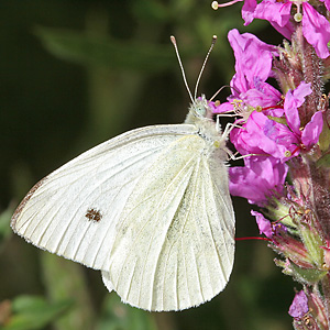 Pieris rapae