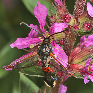 Synanthedon formicaeformis