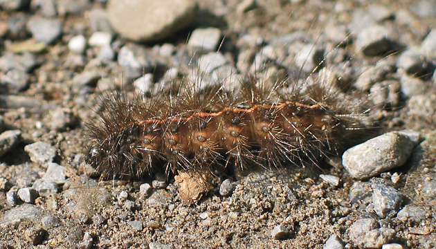 Spilosoma lubricipeda