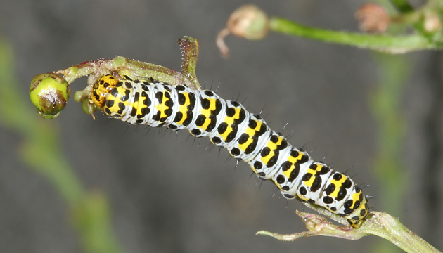 Shargacucullia scrophulariae