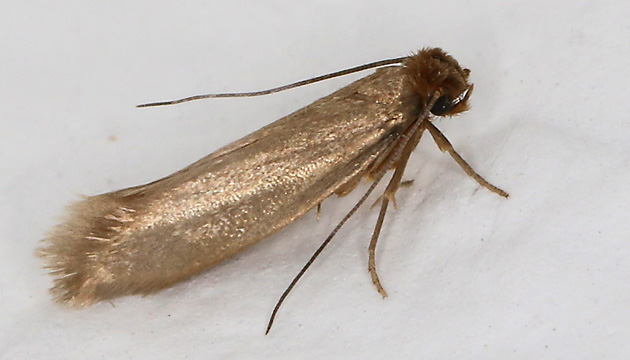 Tineola bisselliella