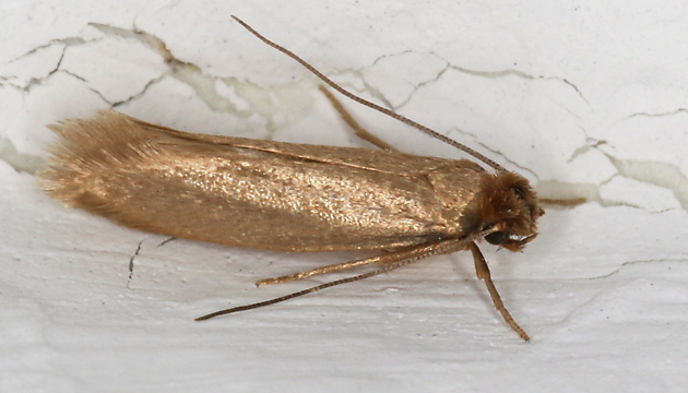 Tineola bisselliella