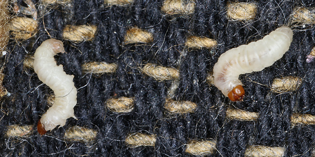 Tineola bisselliella