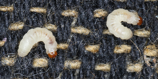 Tineola bisselliella