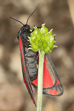 Tyria jacobaeae