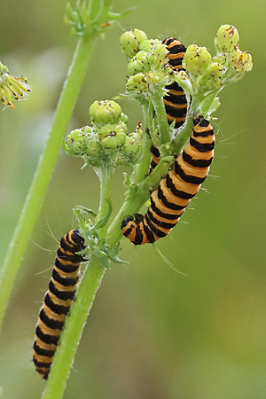 Tyria jacobaeae an Senecio vulgaris