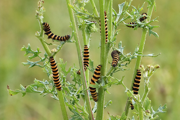 Jakobskrautb&auml;r-Raupen