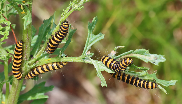 Jakobskrautb&auml;r-Raupen