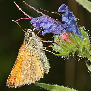 Thymelicus sylvestris