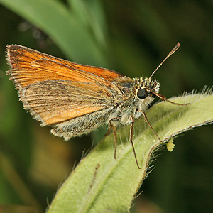 Thymelicus sylvestris