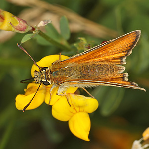 Thymelicus sylvestris