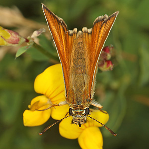Thymelicus sylvestris