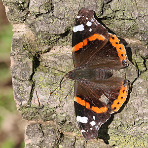 Vanessa atalanta