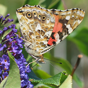 Vanessa cardui