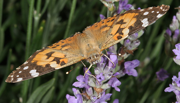 Vanessa cardui