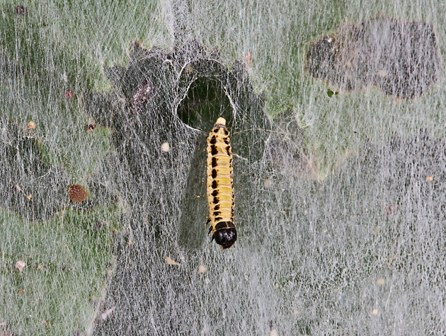 Yponomeuta evonymella