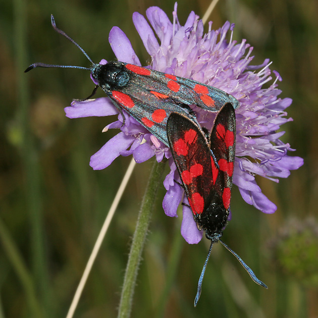 Zygaena filipendulae (24.7.2008) Zygaena filipendulae