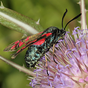Zygaena filipendulae