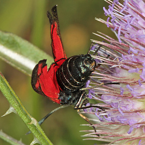 Zygaena filipendulae