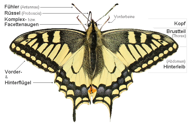 Falter-Anatomie