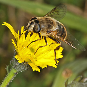 Mistbiene (Eristalis tenax)
