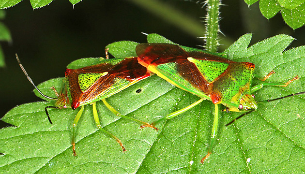 Acanthosoma haemorrhoidale