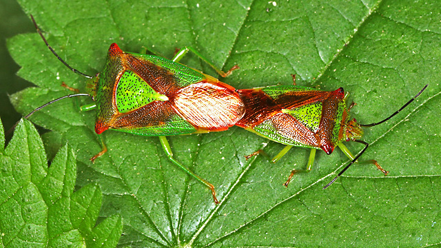 Acanthosoma haemorrhoidale