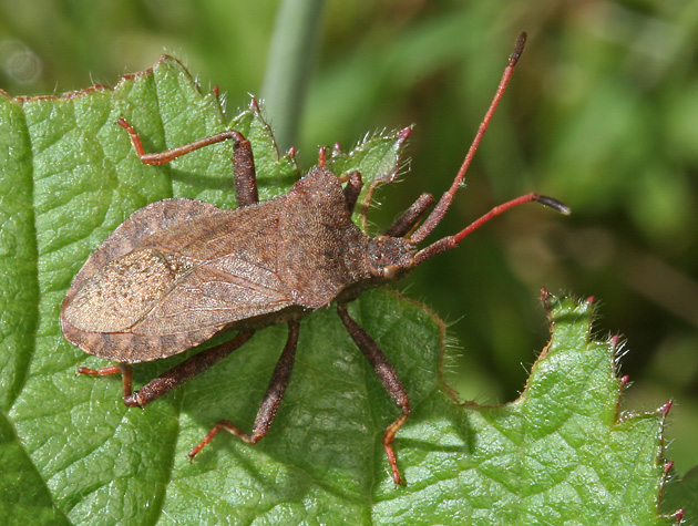 Coreus marginatus