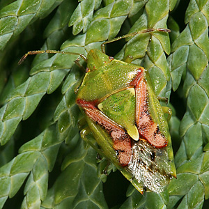 Cyphostethus tristriatus