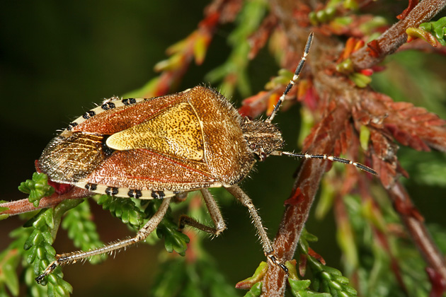 Dolycoris baccarum