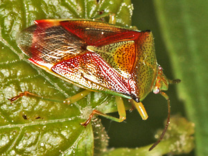 Elasmostethus interstinctus