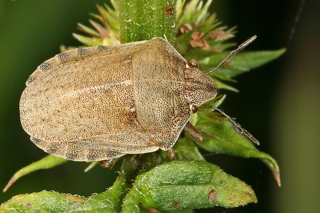 Eurygaster testudinaria