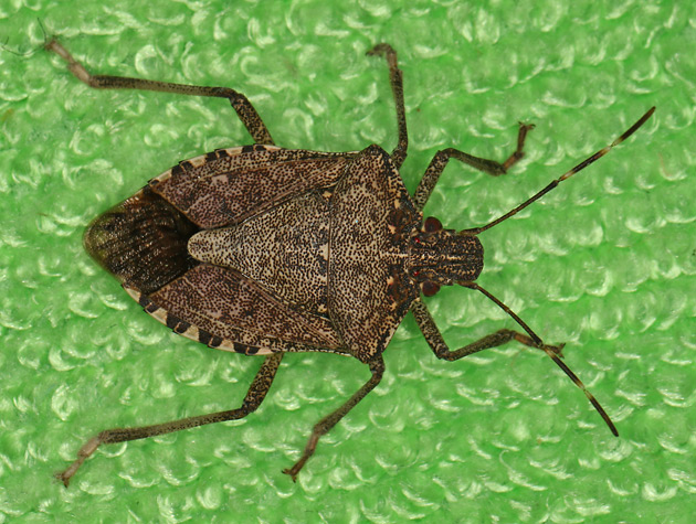 Halyomorpha halys