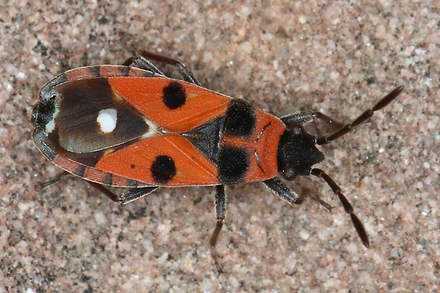 Horvathiolus superbus Horvathiolus superbus