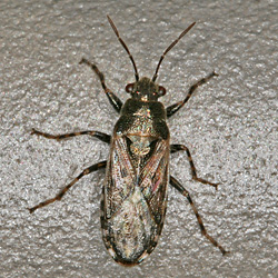 Heterogaster urticae Heterogaster urticae