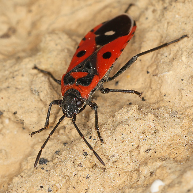 Melanocoryphus albomaculatus Melanocoryphus albomaculatus