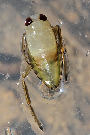 Notonecta glauca