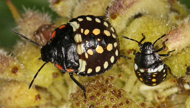 Grüne Reiswanze (Nezara viridula, 21.9.2025) Nezara viridula