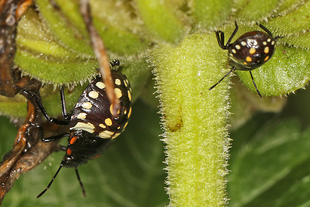 Grüne Reiswanze (Nezara viridula, 21.9.2025) Nezara viridula