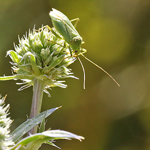 Orthotylus marginalis