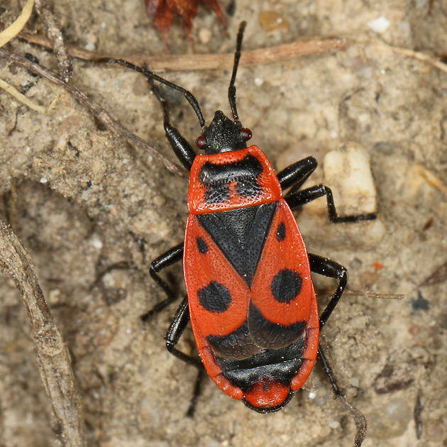 Pyrrhocoris apterus