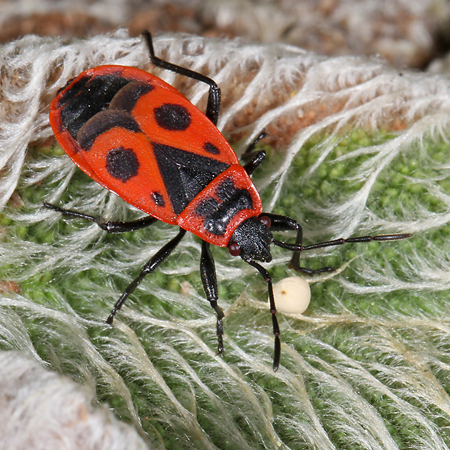 Pyrrhocoris apterus