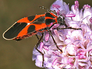 Tropidothorax leucopterus, 26.8.2018 Tropidothorax leucopterus