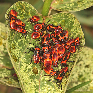 Tropidothorax-leucopterus-Nymphen, 26.8.2018 Tropidothorax leucopterus: Nymphen